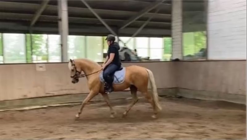 Andalusier, Wallach in Markgröningen