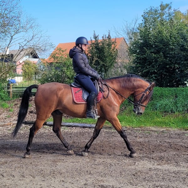 Andalusier, Wallach in Karlshuld