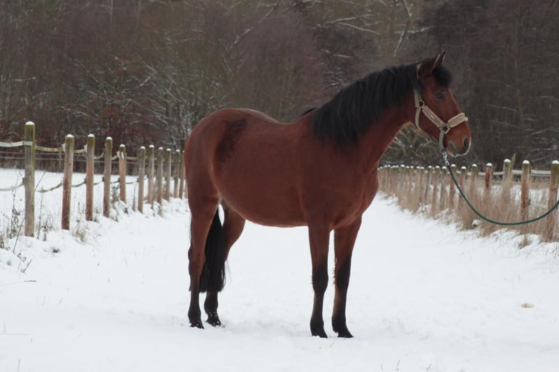 Andalusier, Wallach in Warburg