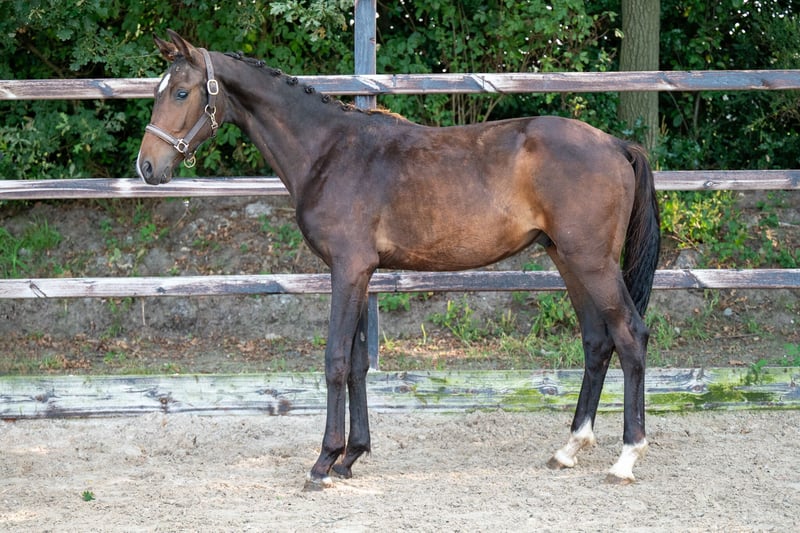 Andra varmblod Hingst 1 år 155 cm in GROTEBROGEL