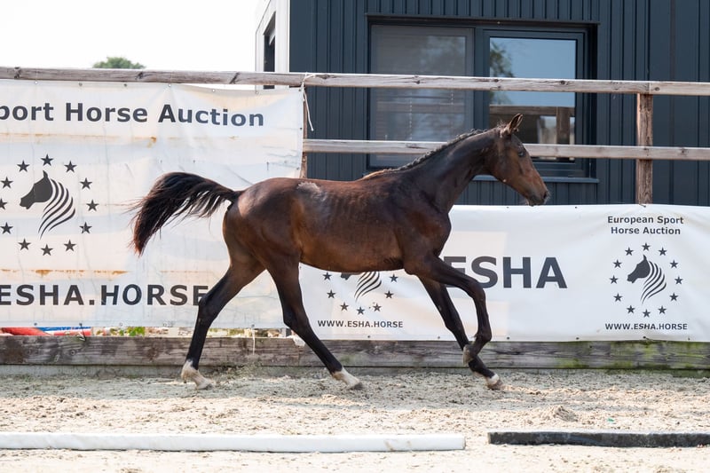 Andra varmblod Hingst 1 år 155 cm in GROTEBROGEL