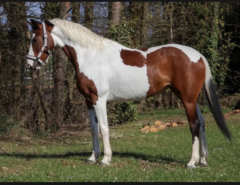 Anglo-Araber, Stute in Überherrn