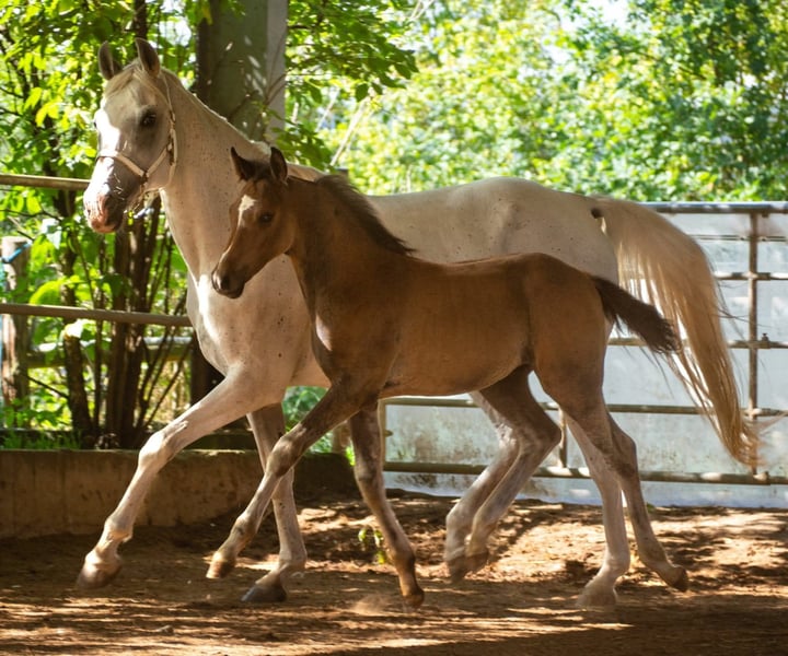 Anglo-Arabo, Wallach in Lahntal