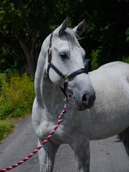 Anglo-Arabo, Wallach in Rotenburg an der Fulda