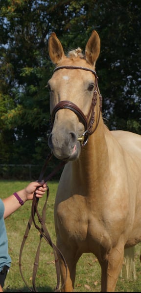 Anglo European Studbook, Stute in Mügeln