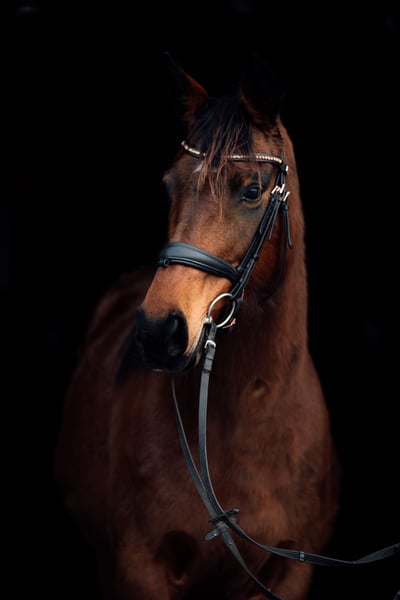 Anglo European Studbook, Stute in Sperenberg
