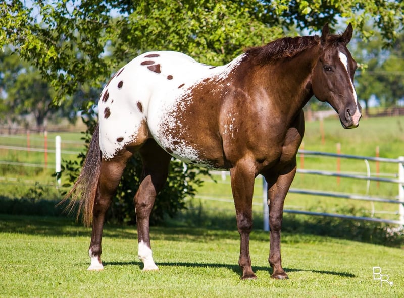 Appaloosa horse in ranch, Martinsdale, Montana, USA