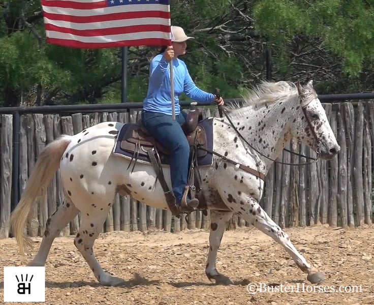 Appaloosa horse] - The Portal to Texas History