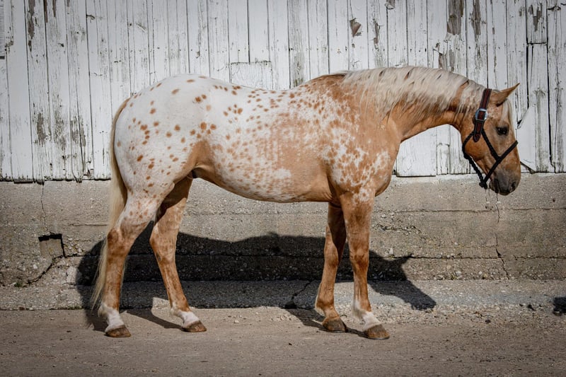 Appaloosa Gelding 12 years 14,3 hh Palomino in Woodstock IL