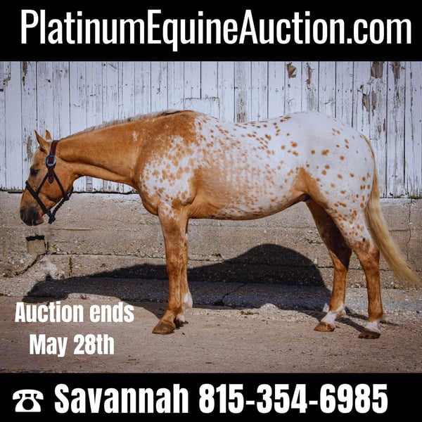 Appaloosa Gelding 12 years 14,3 hh Palomino in Woodstock IL