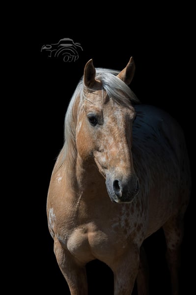 Appaloosa Gelding 12 years 14,3 hh Palomino in Woodstock IL