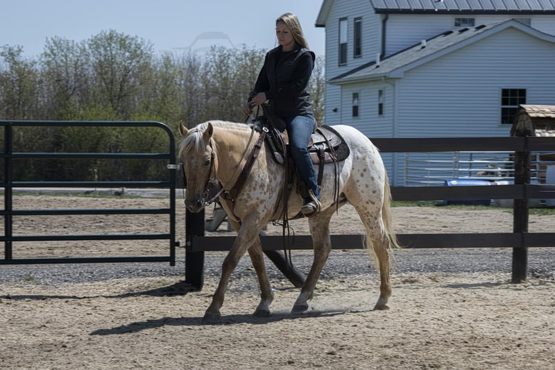 Appaloosa Gelding 12 years 14,3 hh Palomino in Woodstock IL