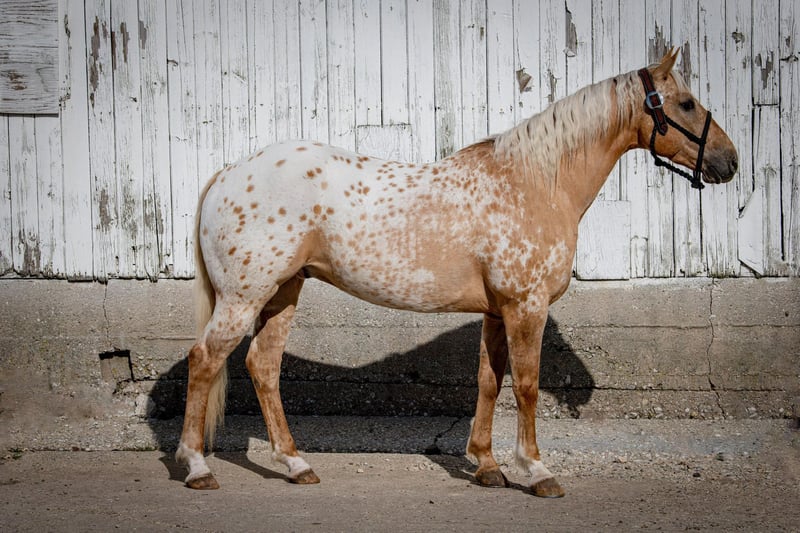 Appaloosa Gelding 12 years 14,3 hh Palomino in Woodstock IL