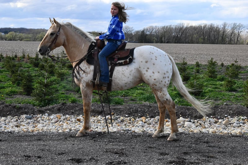 Appaloosa Gelding 12 years 14,3 hh Palomino in Woodstock IL