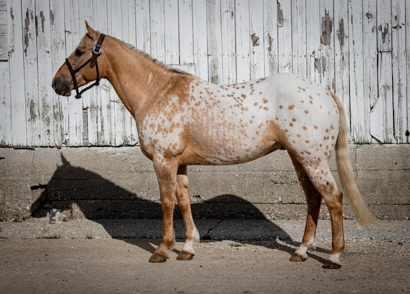 Appaloosa Gelding 12 years 14,3 hh Palomino in Woodstock IL