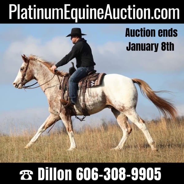 Appaloosa Gelding 12 years Sorrel in Brodhead KY