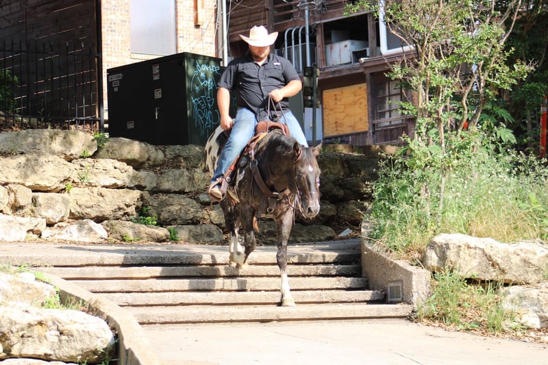 Appaloosa Gelding 5 years 15,1 hh Black in Morgan MIll TX