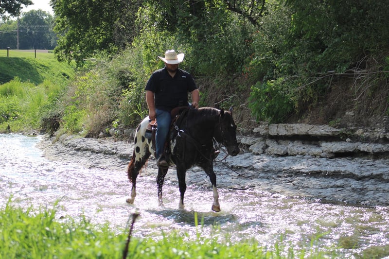 Appaloosa Gelding 5 years 15,1 hh Black in Morgan MIll TX