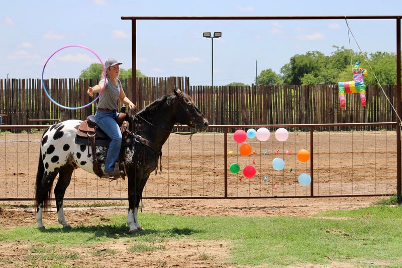 Appaloosa Gelding 5 years 15,1 hh Black in Morgan MIll TX