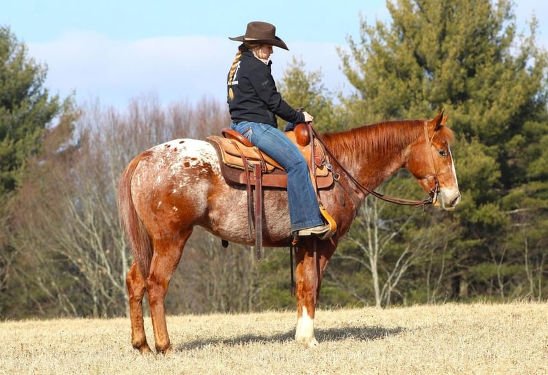 Appaloosa Stallion 2 years in Brookville, PA