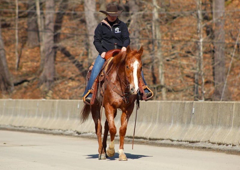 Appaloosa Stallion 2 years in Brookville, PA