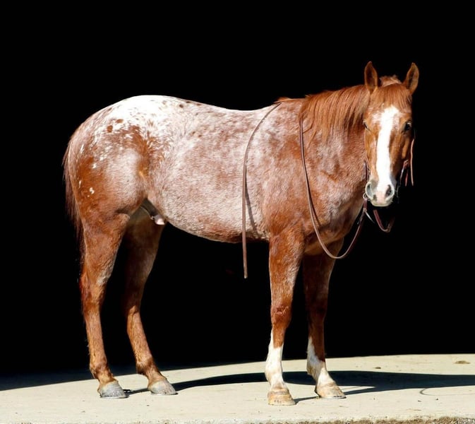 Appaloosa Stallion 2 years in Brookville, PA