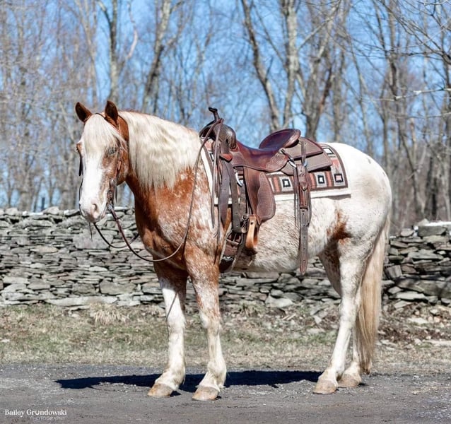 Appaloosa Stallion 2 years in Brookville, PA