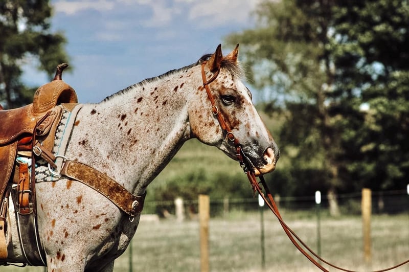 Appaloosa Mare 8 years in Lyles, TN