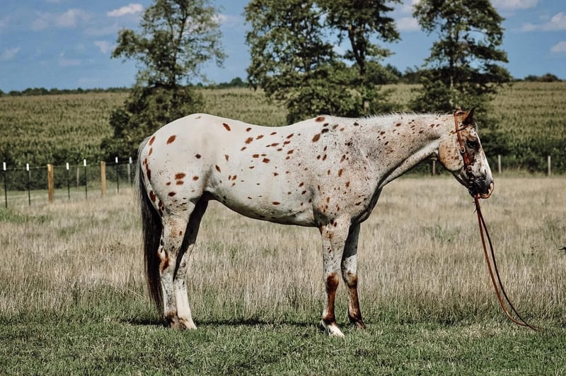 Appaloosa Mare 8 years in Lyles, TN