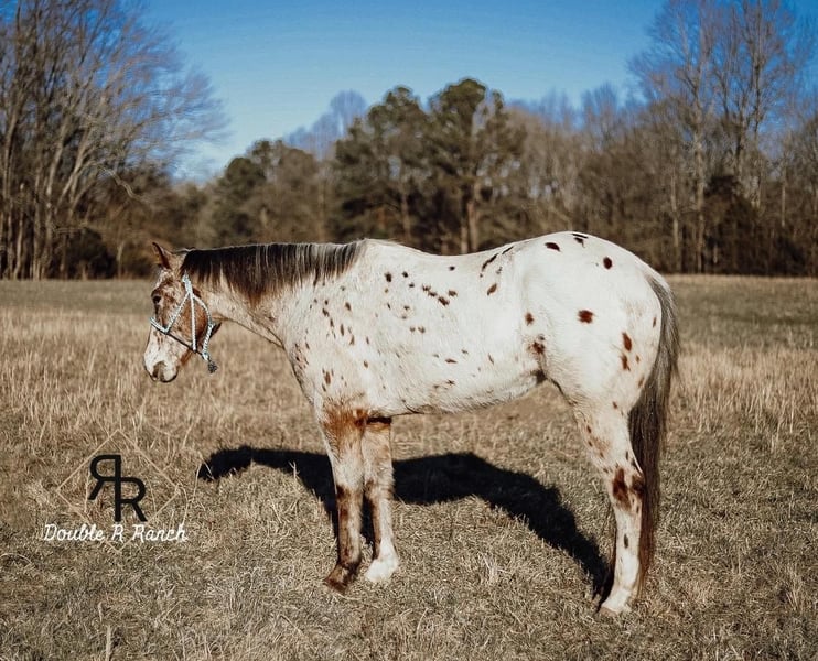 Appaloosa Mare 8 years in Lyles, TN