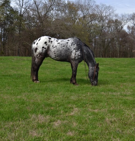 Appaloosa Mix Gelding 9 years Roan-Blue in Watson, OK