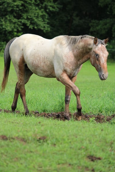 Appaloosa, Hengst in Berching