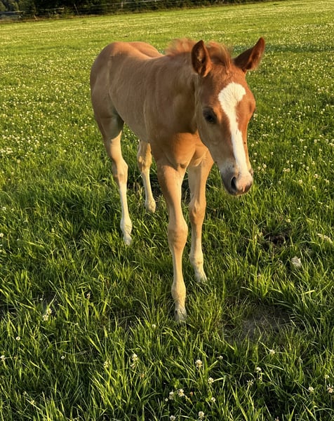 Appaloosa, Hengst in Groß Ippener