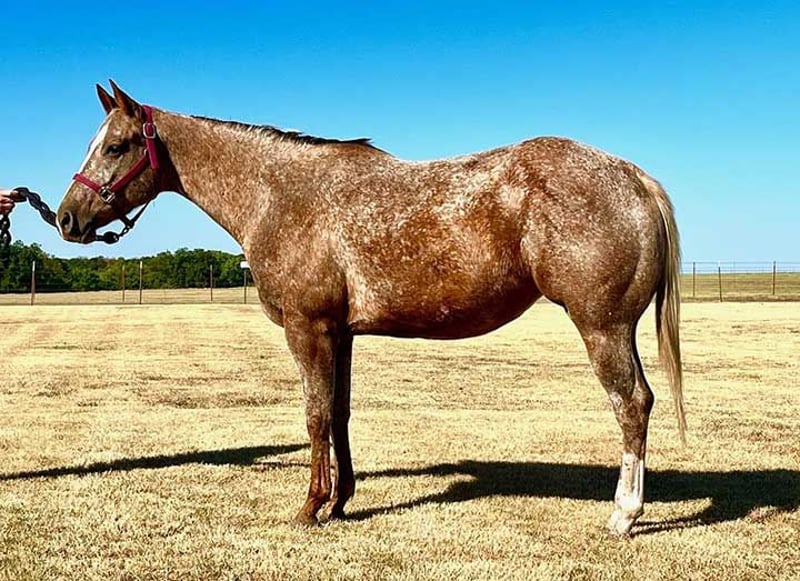 Appaloosa Mix Jument 5 Ans 157 cm Alezan cuivré in Gainesville, TX