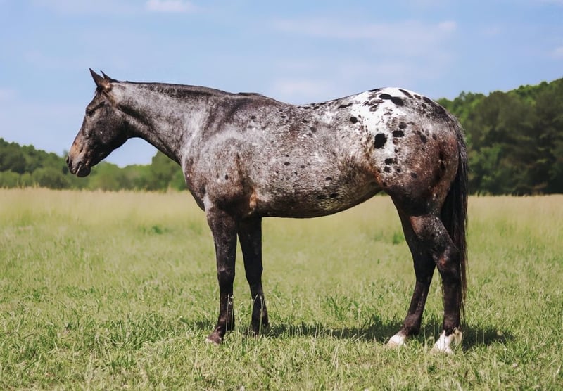 Appaloosa Mare 8 years in Lyles, TN