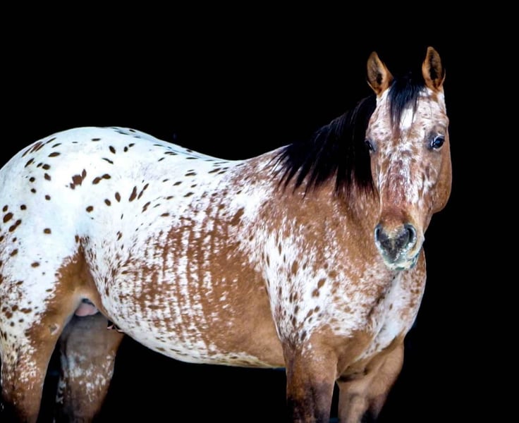 Appaloosa Stallion 2 years in Brookville, PA