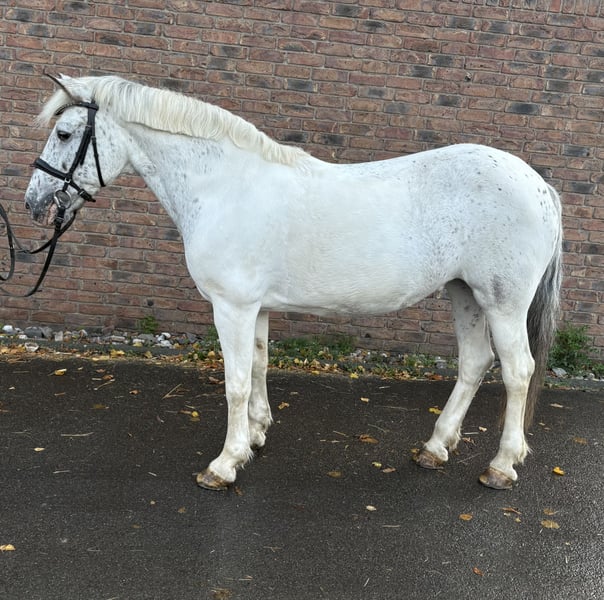 Appaloosa, Stute in Niederkassel