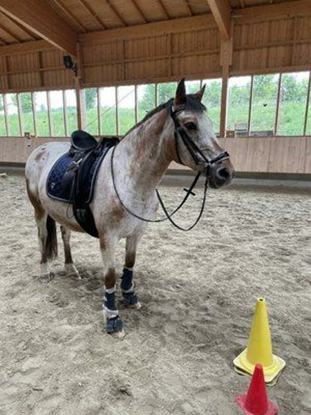 Appaloosa, Stute in Taufkirchen