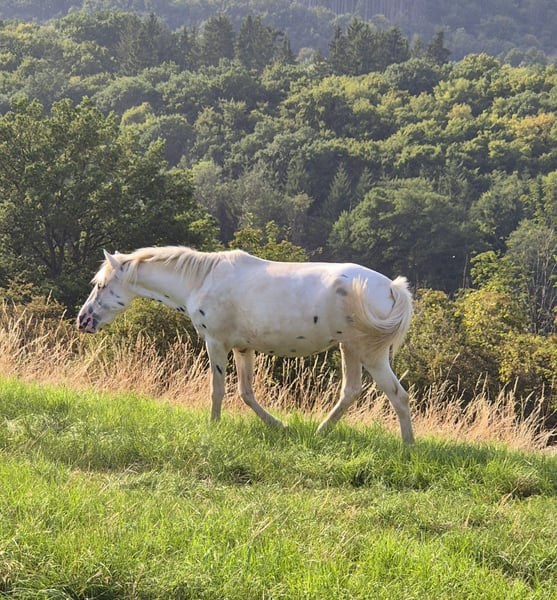 Appaloosa, Stute in Ahrweiler