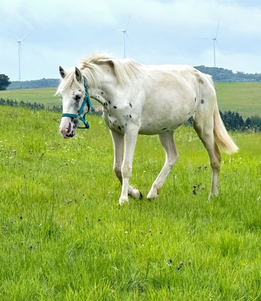 Appaloosa, Stute in Blankenheim