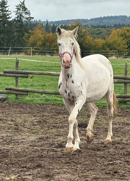 Appaloosa, Stute in Blankenheim