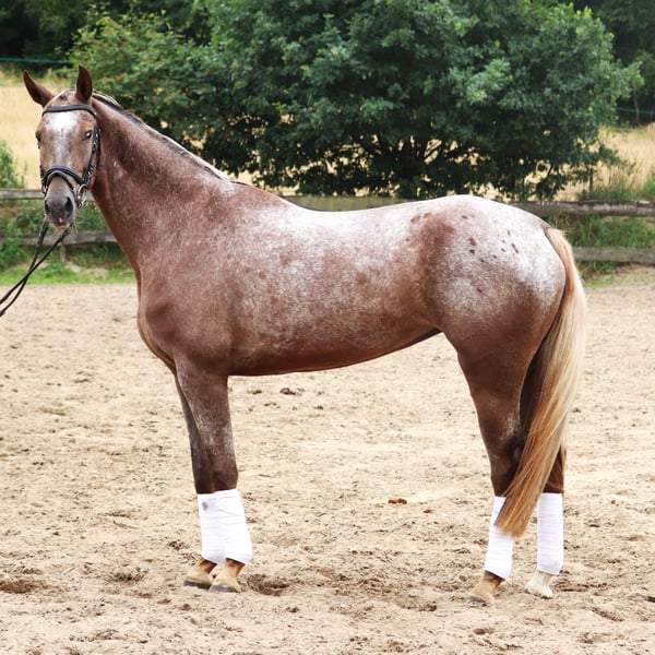 Appaloosa, Stute in uelsen