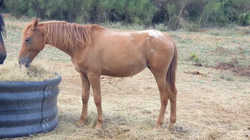 Appaloosa, Stute in Zerf