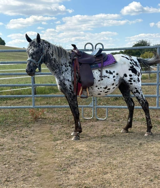 Appaloosa, Stute in Kotternborn