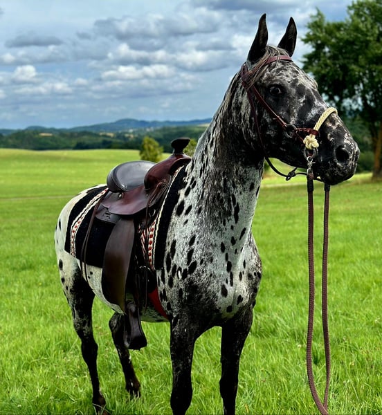 Appaloosa, Stute in Kotternborn