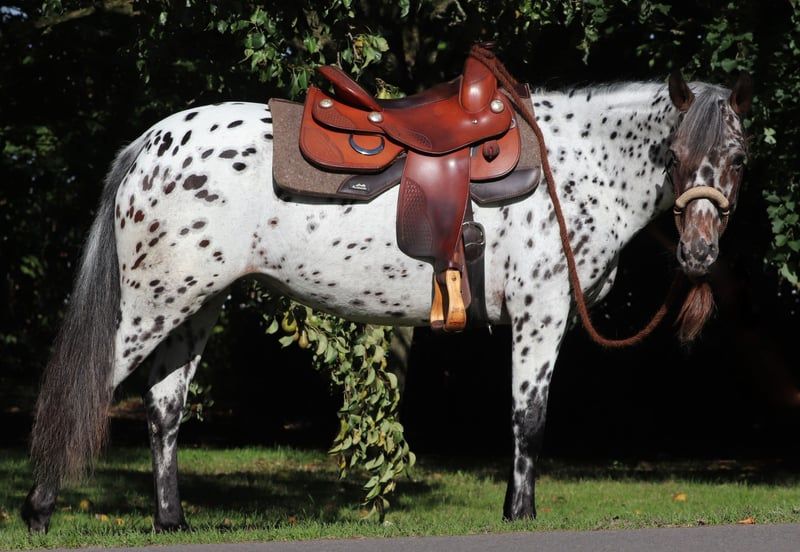 Appaloosa, Stute in Oberhausen