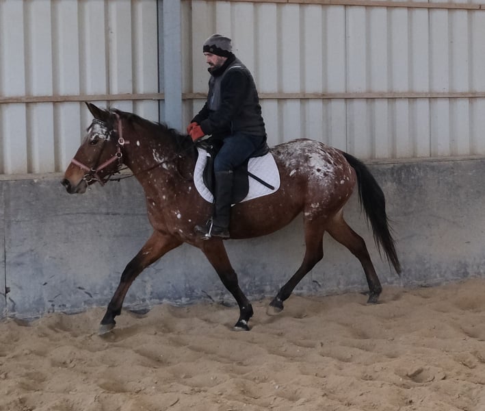 Appaloosa, Stute in Buttstädt