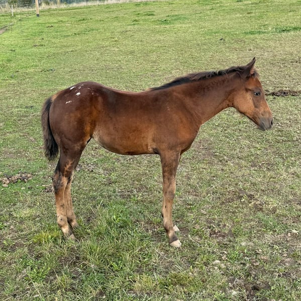 Appaloosa, Stute in Daleiden
