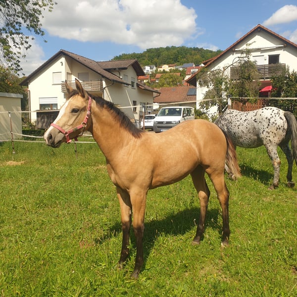 Appaloosa, Stute in Dörzbach