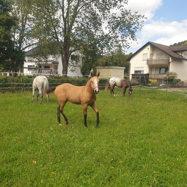 Appaloosa, Stute in Dörzbach